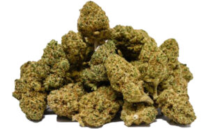 WHITE WIDOW GREENHOUSE